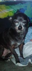 Lost Male Dog last seen In a girls yard on northside dr, Athens, TN 37303
