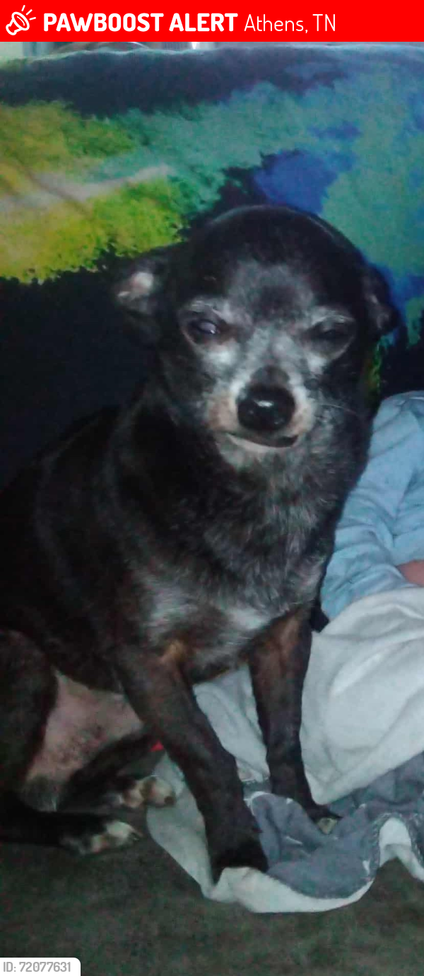 Lost Male Dog last seen In a girls yard on northside dr, Athens, TN 37303
