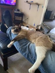 Lost Female Cat last seen Near Vinson rd little rock, Little Rock, AR 72206