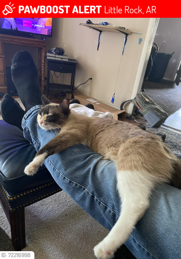 Lost Female Cat last seen Near Vinson rd little rock, Little Rock, AR 72206