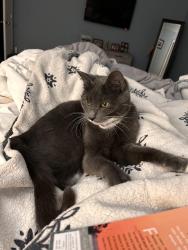 Lost Female Cat last seen Oak Valley Drive and Forest Ridge Drive, Village of Clarkston, MI 48348