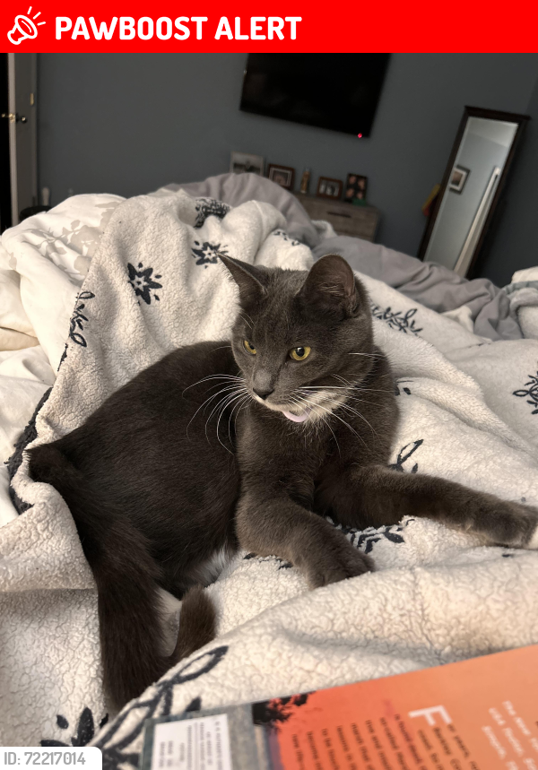 Lost Female Cat last seen Oak Valley Drive and Forest Ridge Drive, Village of Clarkston, MI 48348