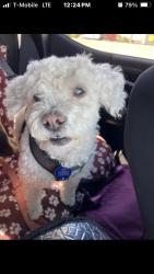 Lost Male Dog last seen Liberty field, cortland oak , vollmer ln, Far West Side, TX 78254