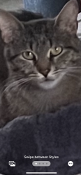 Lost Female Cat last seen Capac Road and Gould  Allenton Michigan, Capac Rd, MI 48014