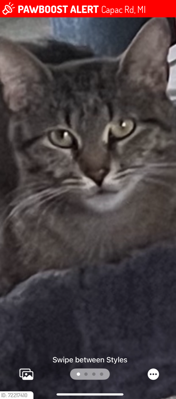 Lost Female Cat last seen Capac Road and Gould Allenton Michigan, Capac Rd, MI 48014