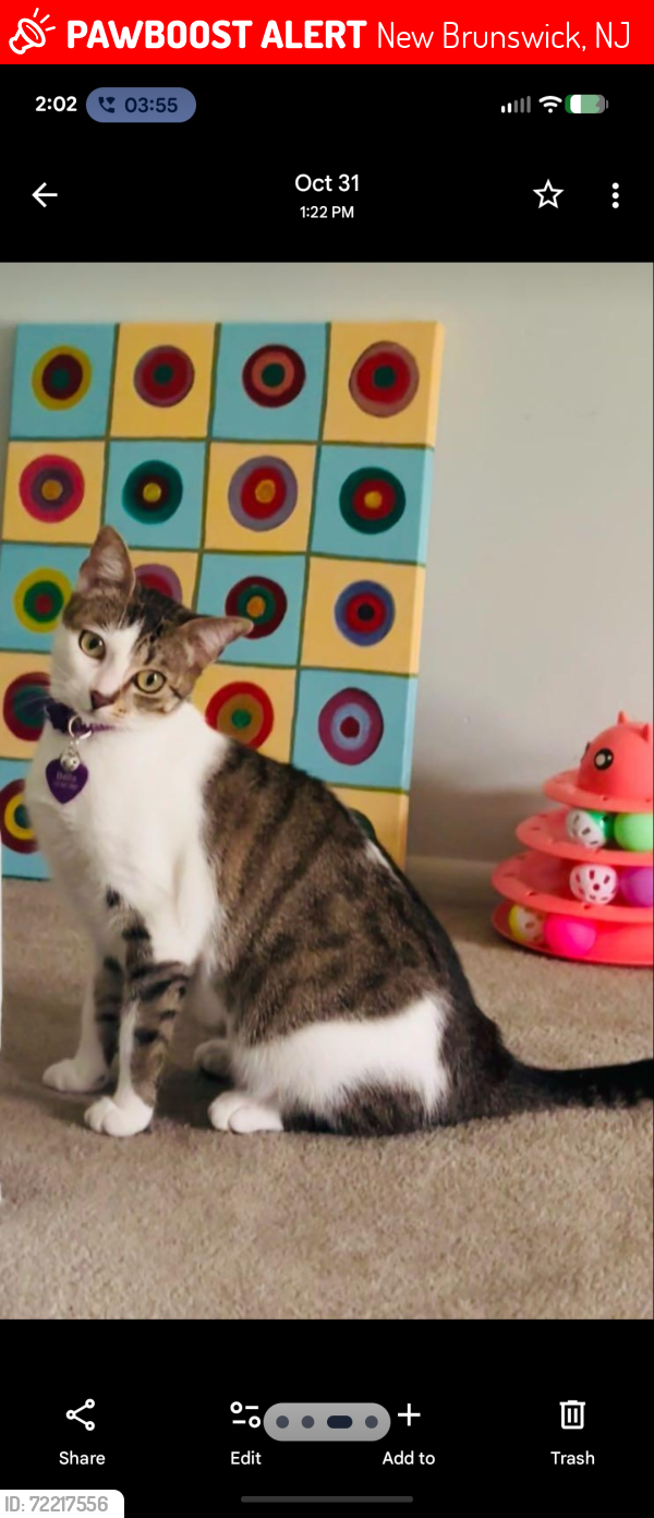 Lost Female Cat last seen Union Street, New Brunswick NJ, New Brunswick, NJ 08901