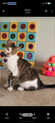 Lost Female Cat last seen Union Street, New Brunswick NJ, New Brunswick, NJ 08901