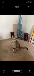Lost Female Cat last seen Union Street, New Brunswick NJ, New Brunswick, NJ 08901