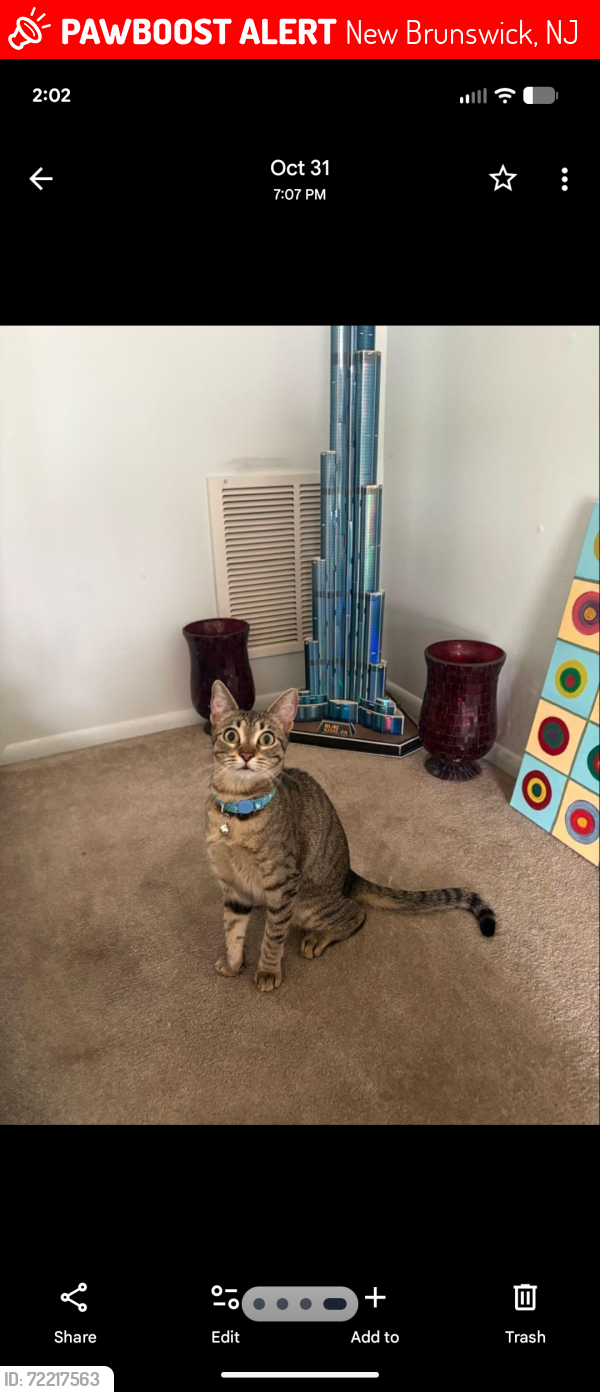 Lost Female Cat last seen Union Street, New Brunswick NJ, New Brunswick, NJ 08901