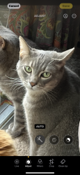 Lost Male Cat last seen Robinson Street, Napa, CA 94558