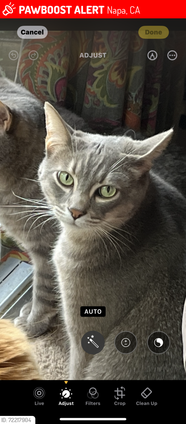 Lost Male Cat last seen Robinson Street, Napa, CA 94558