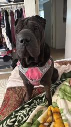 Lost Female Dog last seen Laurel canyon and brand blvd San Fernando , Los Angeles, CA 91340