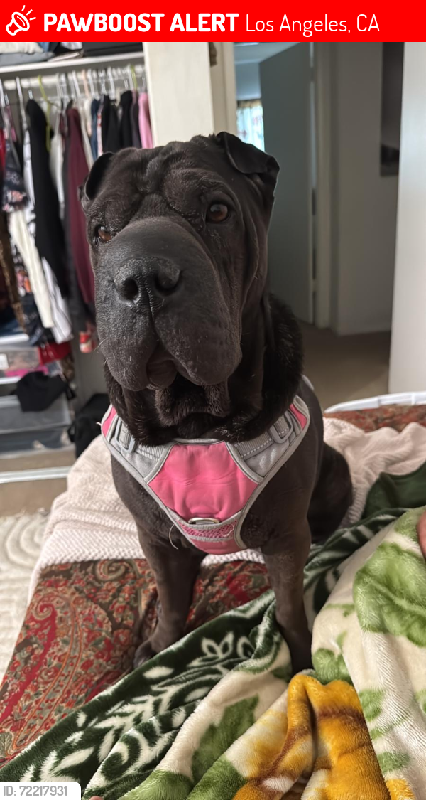 Lost Female Dog last seen Laurel canyon and brand blvd San Fernando , Los Angeles, CA 91340