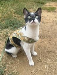 Lost Female Cat last seen Near briggs rd, Menifee, CA 92584