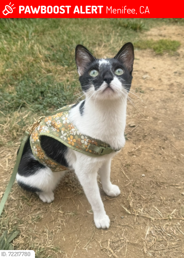 Lost Female Cat last seen Near briggs rd, Menifee, CA 92584