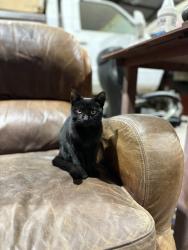Reunited Female Cat last seen Near N Ben Maddox Way, Visalia, CA 93292, USA, Visalia, CA 93292