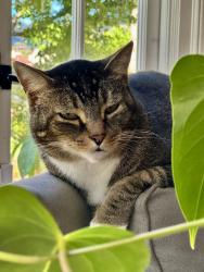 Lost Male Cat last seen Thousand Oaks Blvd, Albany, CA 94706