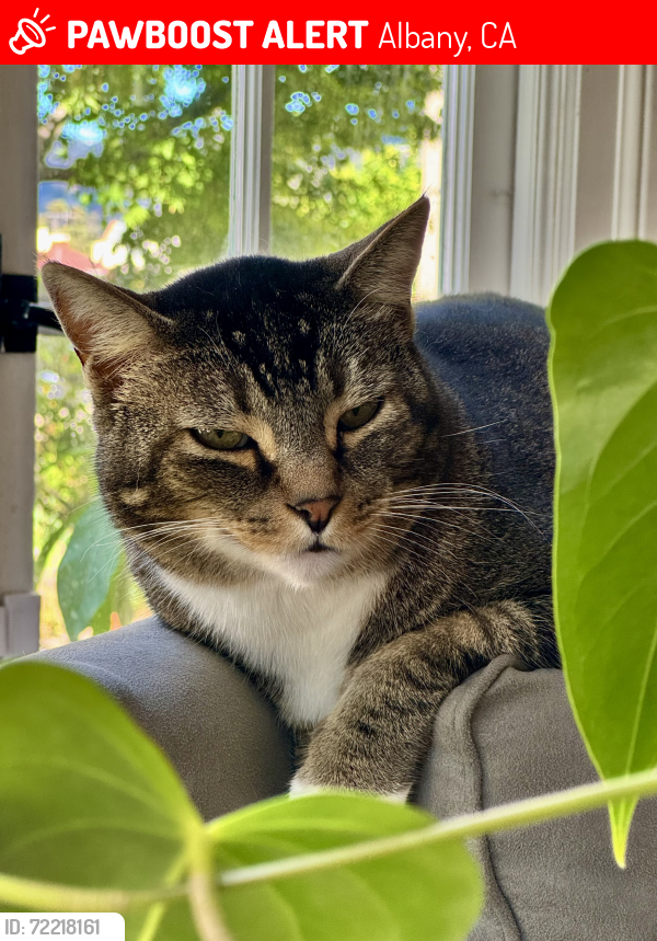 Lost Male Cat last seen Thousand Oaks Blvd, Albany, CA 94706