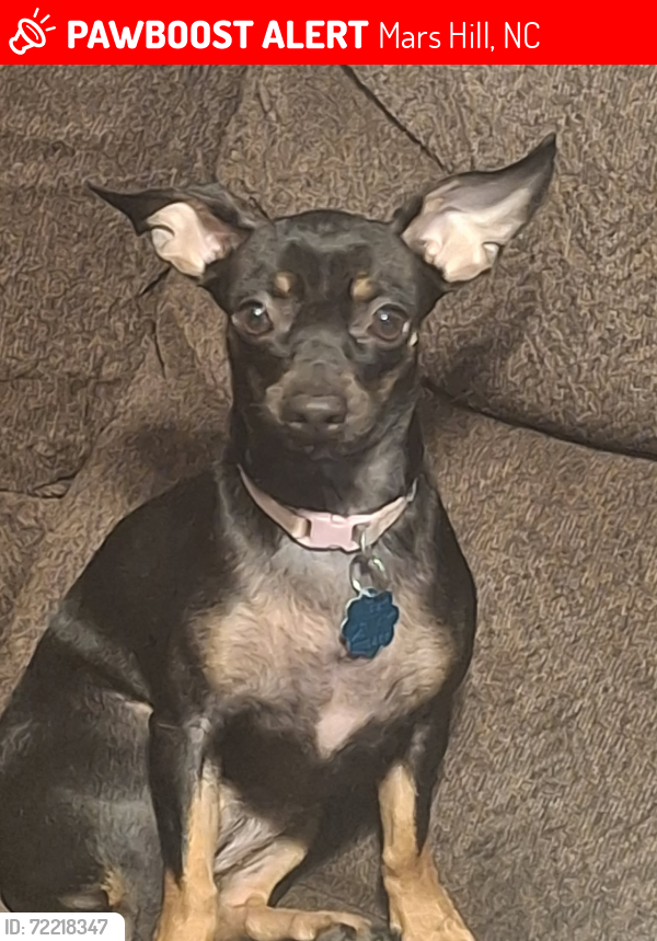 Lost Female Dog last seen Exit 15 towards barnersville nc, Mars Hill, NC 28754
