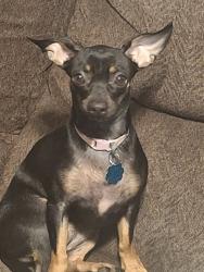 Lost Female Dog last seen Exit 15 towards barnersville nc, Mars Hill, NC 28754