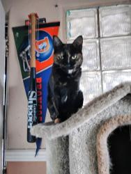 Lost Female Cat last seen Brookside and South Wahsatch Ave , Colorado Springs, CO 80905