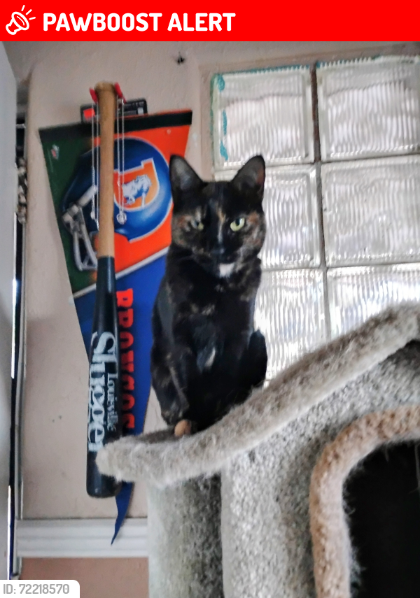 Lost Female Cat last seen Brookside and South Wahsatch Ave , Colorado Springs, CO 80905