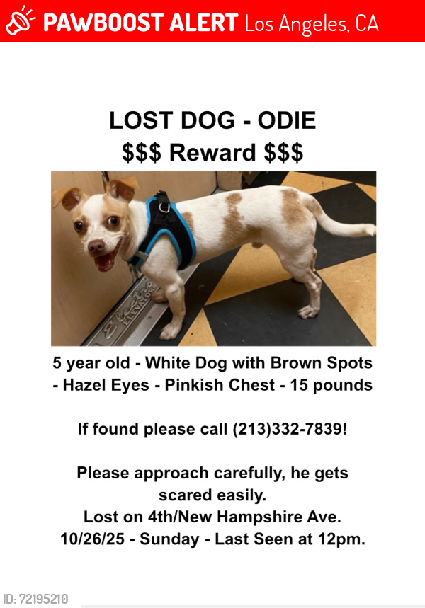 Lost Male Dog last seen 4th / New Hampshire, Los Angeles, CA 90020