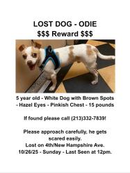 Lost Male Dog last seen 4th / New Hampshire, Los Angeles, CA 90020