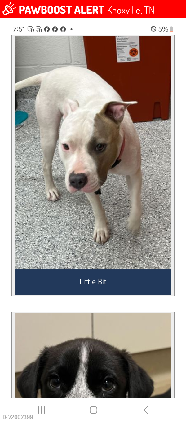 Lost Female Dog last seen Near Bernard  ave, Knoxville, TN 37917