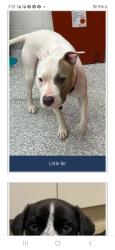 Lost Female Dog last seen Near Bernard  ave, Knoxville, TN 37917