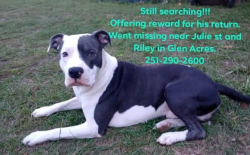 Lost Male Dog last seen Riley st and Julie st, Mobile, AL 36608