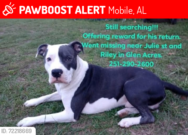 Lost Male Dog last seen Riley st and Julie st, Mobile, AL 36608