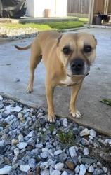 Lost Female Dog last seen Drew Ct Moreno Valley , Moreno Valley, CA 92553