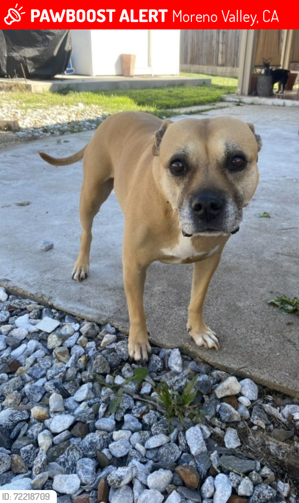 Lost Female Dog last seen Drew Ct Moreno Valley , Moreno Valley, CA 92553