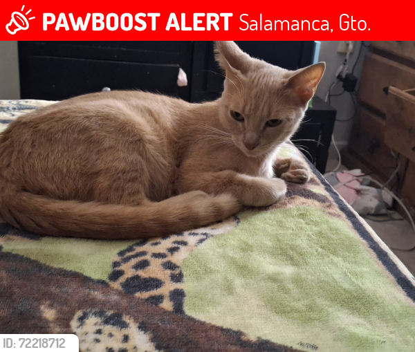 Lost Female Cat last seen San Gelasio , Salamanca, Gto. 