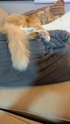 Lost Female Cat last seen Patti Ln & Antepole Rd, Romoland, CA 92585
