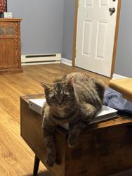 Lost Female Cat last seen E Market and Collins Ave , Lima, OH 45804