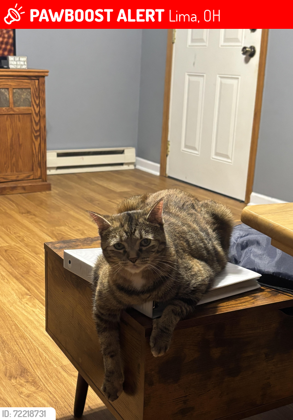 Lost Female Cat last seen E Market and Collins Ave , Lima, OH 45804