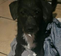 Lost Female Dog last seen Foster Ave., Maine Ave., Baldwin Park Blvd., Church of Christ Baldwin Park, Baldwin Park, CA 91706