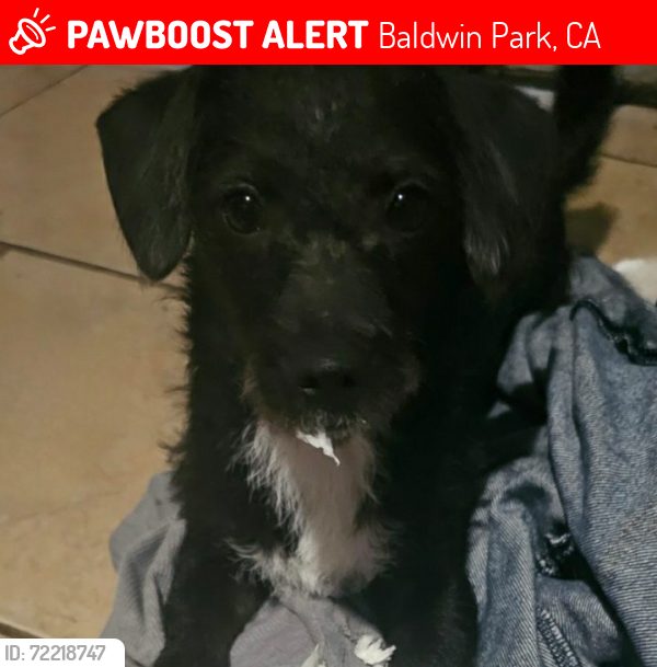 Lost Female Dog last seen Foster Ave., Maine Ave., Baldwin Park Blvd., Church of Christ Baldwin Park, Baldwin Park, CA 91706