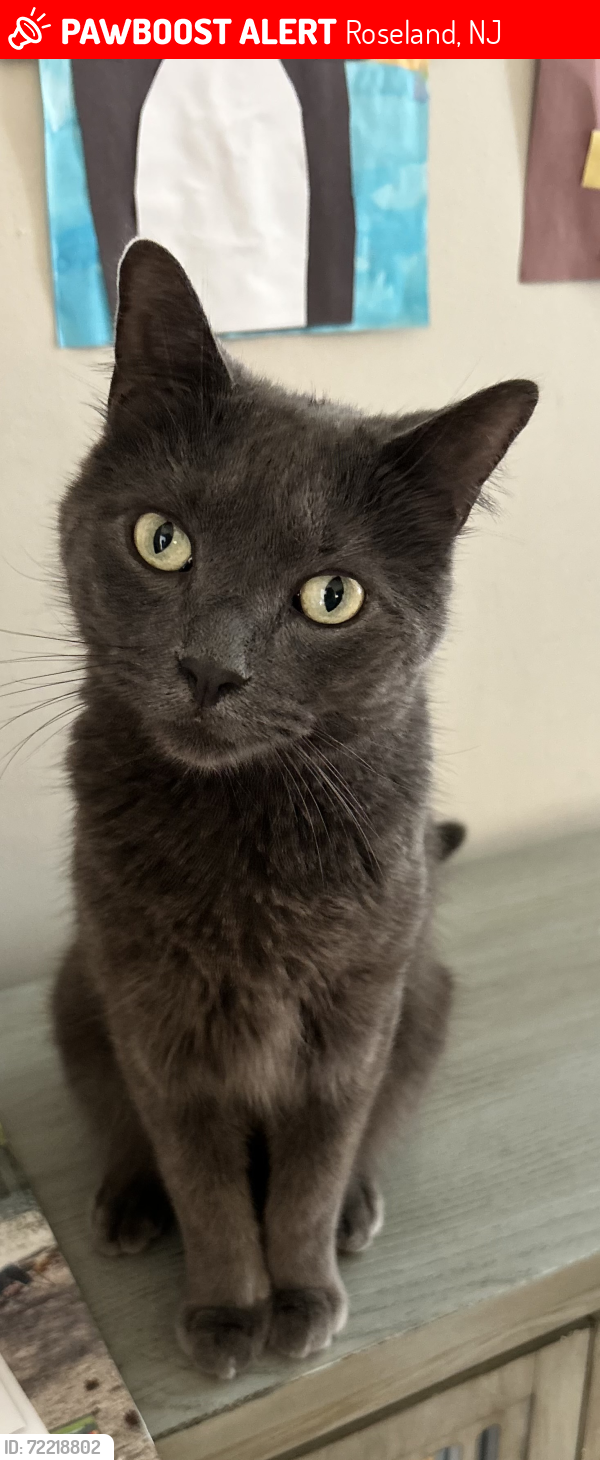 Lost Male Cat last seen Monroe Ave, Roseland, NJ 07068