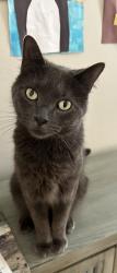 Lost Male Cat last seen Monroe Ave, Roseland, NJ 07068