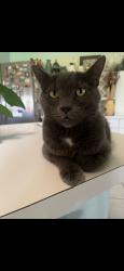 Lost Male Cat last seen Wellington Trace and Forest Hill Blvd, Wellington, FL 33414