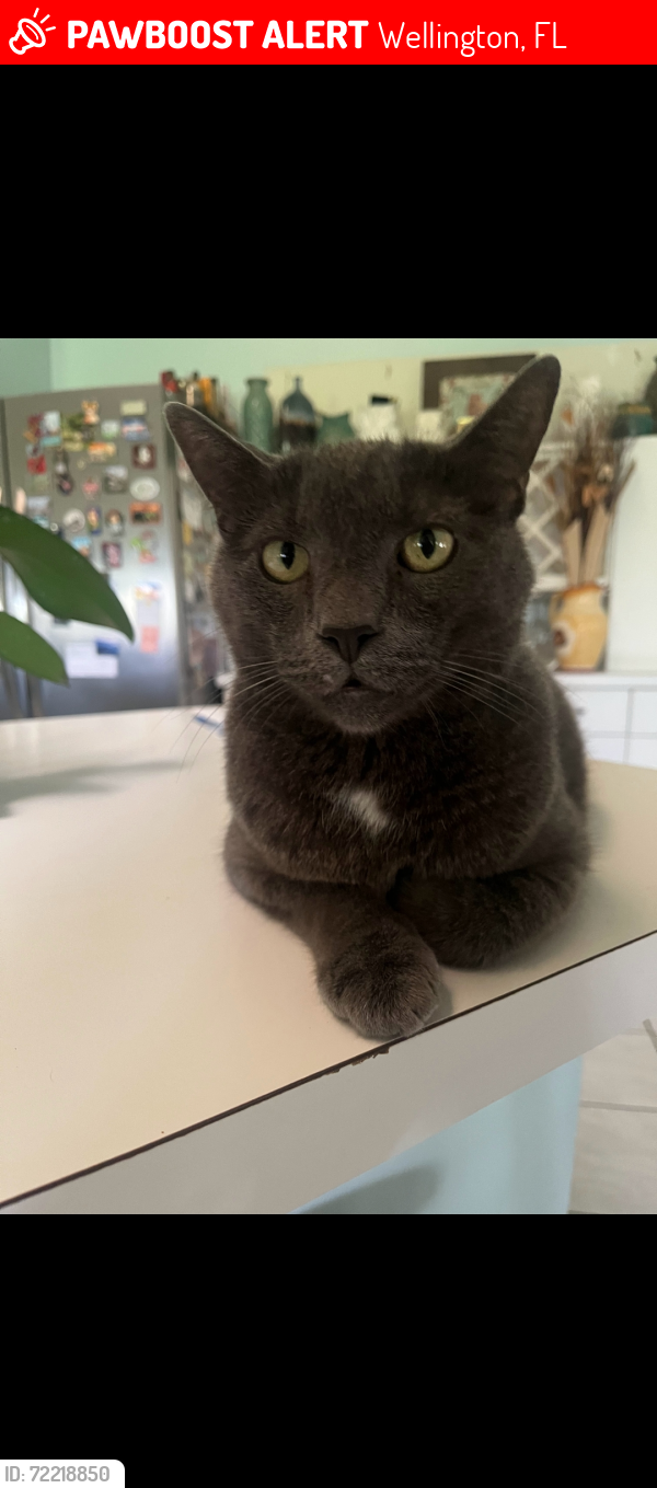 Lost Male Cat last seen Wellington Trace and Forest Hill Blvd, Wellington, FL 33414