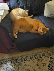 Lost Male Cat last seen Durney drive , Gonzalez, FL 32533