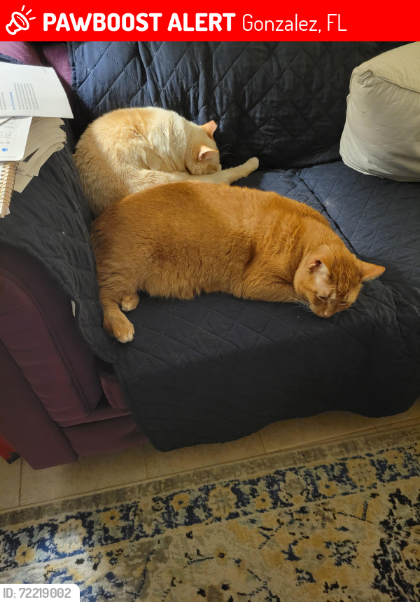 Lost Male Cat last seen Durney drive , Gonzalez, FL 32533