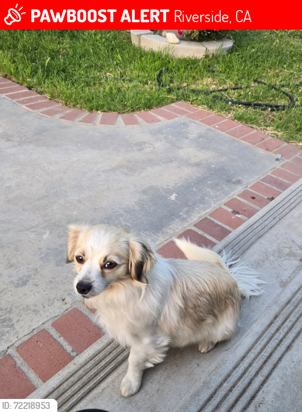 Lost Female Dog last seen Park Ave. & comer, Riverside, CA 92502