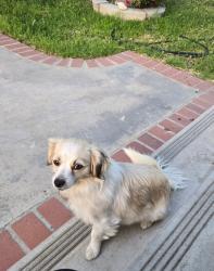 Lost Female Dog last seen Park Ave. & comer , Riverside, CA 92502