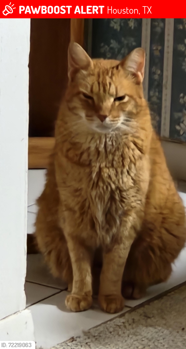 Lost Male Cat last seen Wildacres and Bandlon, Houston, TX 77072