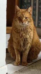 Lost Male Cat last seen Wildacres and Bandlon, Houston, TX 77072